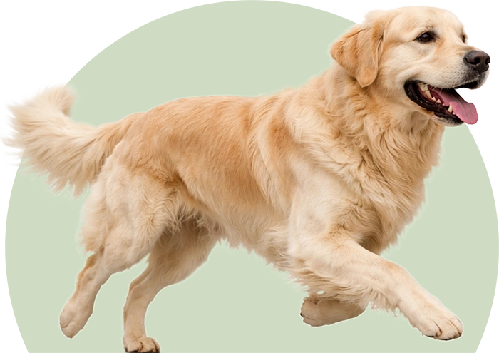 Cão a andar