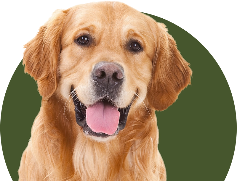 Cão